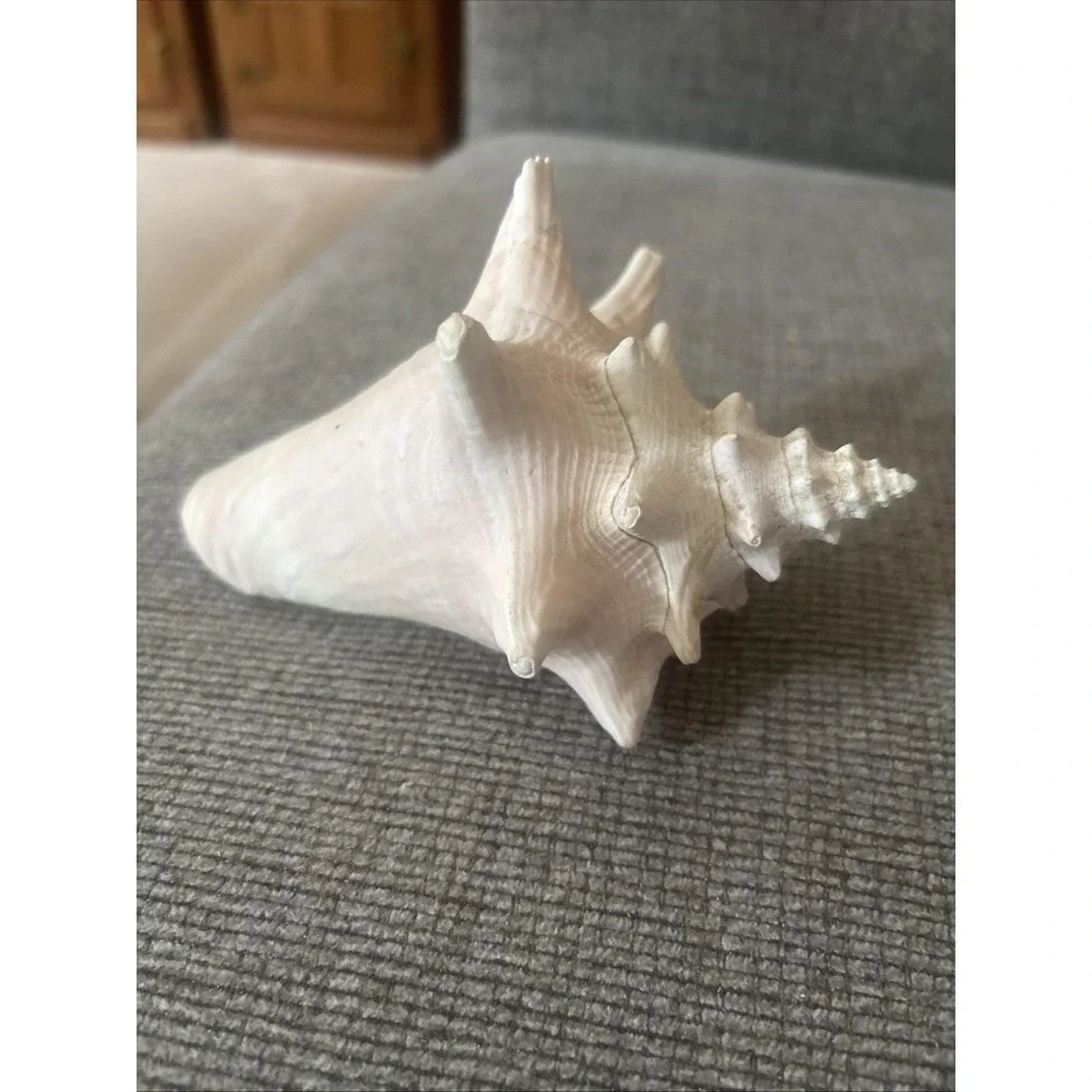 Sea Shell Natural Conch Seashell 7